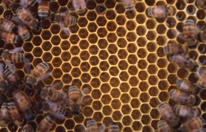 Bees on a comb