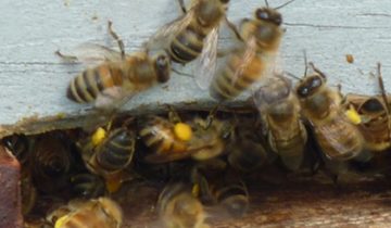 Do your hives have adequate stores?