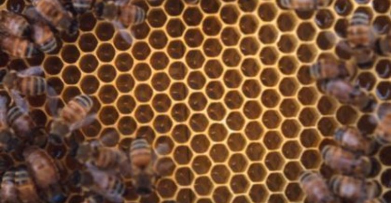 Bees On Comb 419