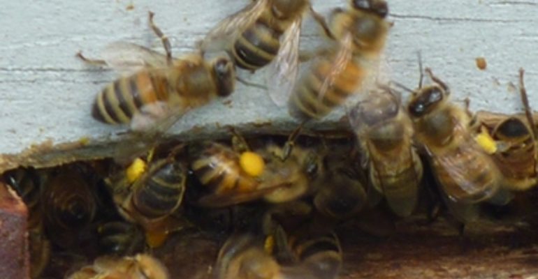Bees On Entrance