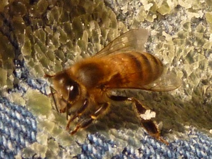 Bee on wax